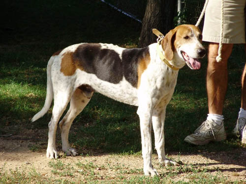 Hunting Hound Dogs
